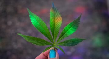 Ein Bild, worauf eine Hand mit türkisen Fingernägeln ein Cannabisblatt über verschiedene leuchtende Lichter hält. | 420