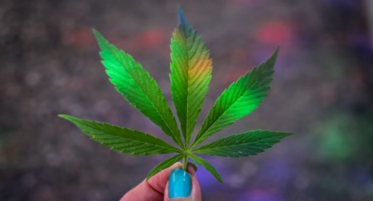 Ein Bild, worauf eine Hand mit türkisen Fingernägeln ein Cannabisblatt über verschiedene leuchtende Lichter hält. | 420