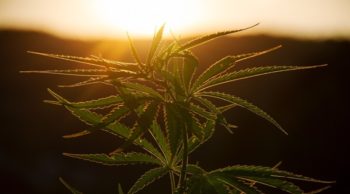 Ein Bild, worauf eine Cannabispflanze im Sonnenuntergang abgebildet wird. | Cannabis